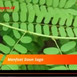 Manfaat Daun Saga