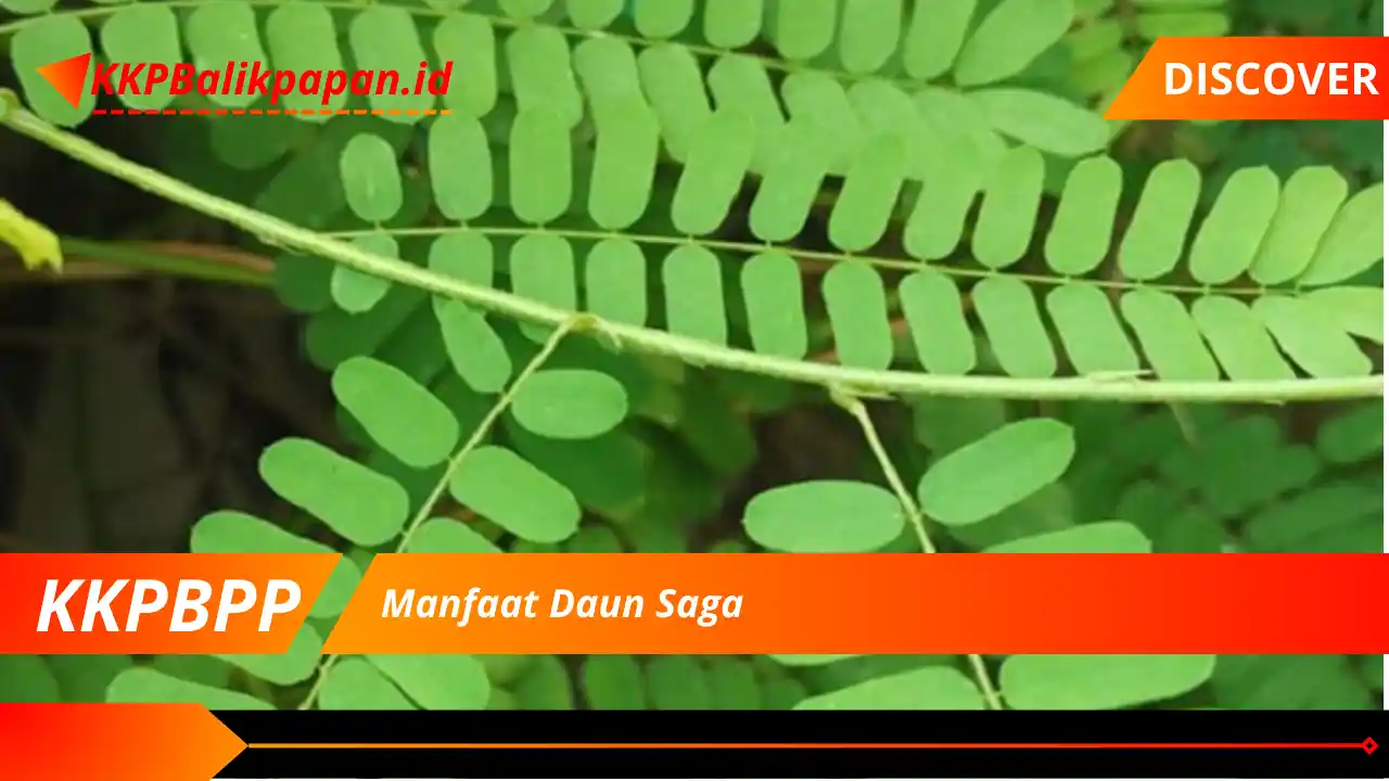 Manfaat Daun Saga