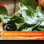 Manfaat Daun Salam Utk Kesehatan