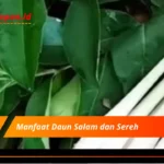 Manfaat Daun Salam dan Sereh