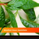 Manfaat Daun Sambiloto