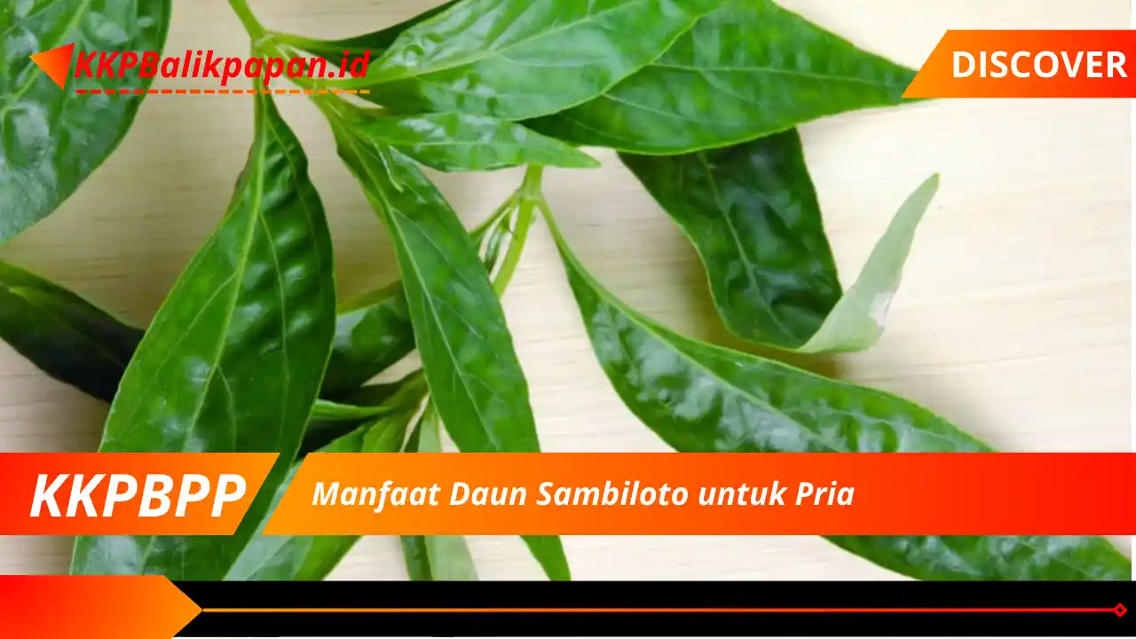 Manfaat Daun Sambiloto untuk Pria