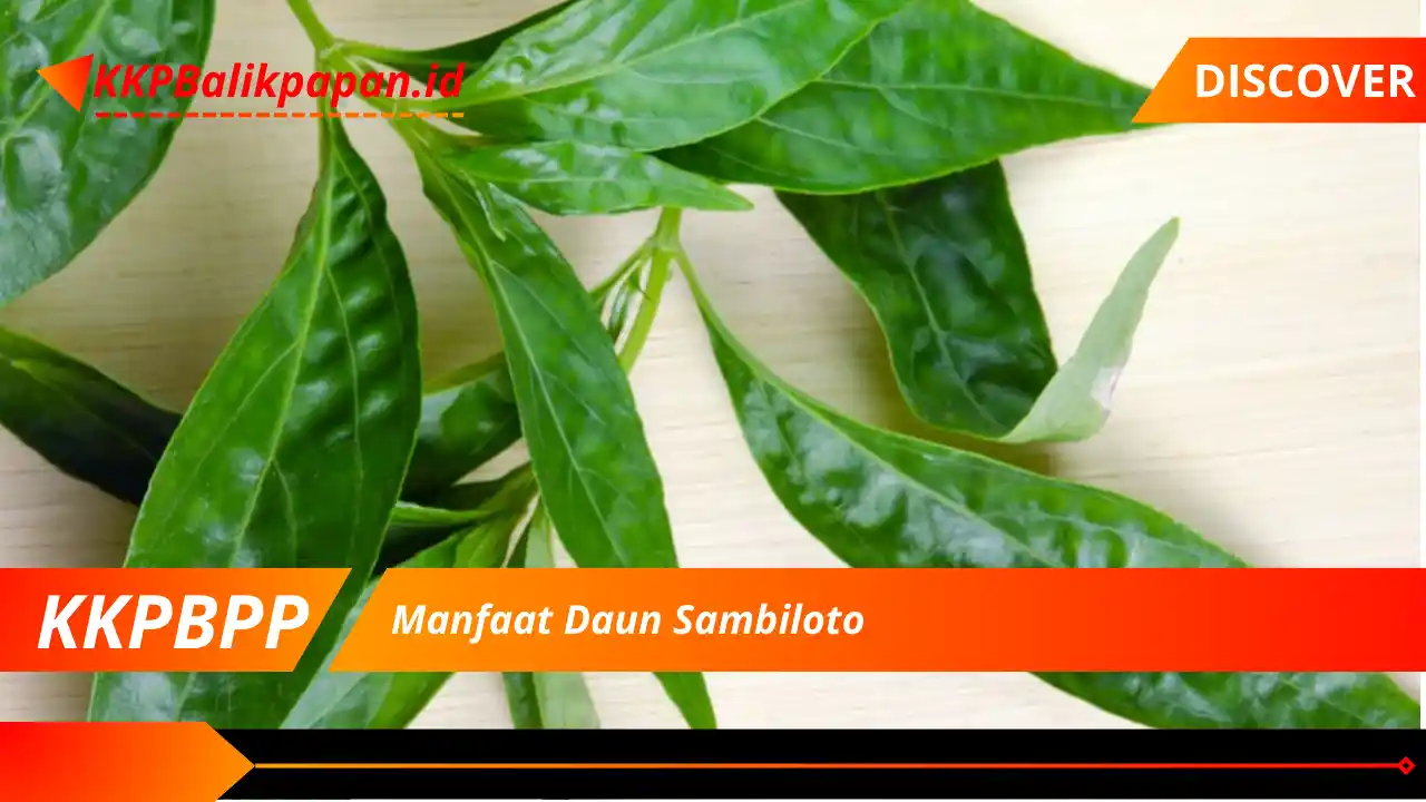 Manfaat Daun Sambiloto