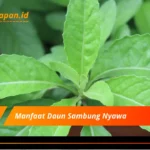 Manfaat Daun Sambung Nyawa