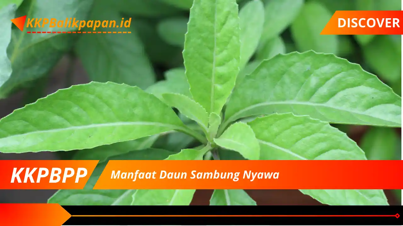 Manfaat Daun Sambung Nyawa