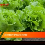 Manfaat Daun Selada