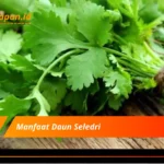 Manfaat Daun Seledri