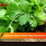 Manfaat Daun Seledri Bagi Kesehatan