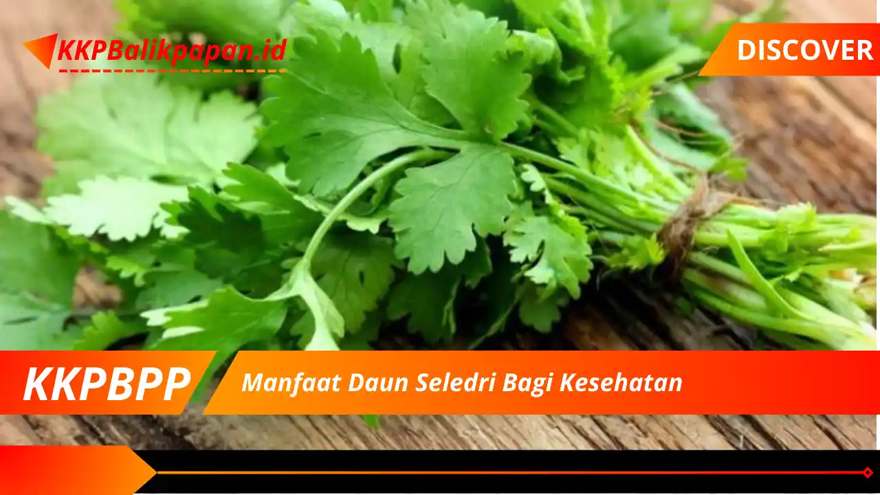 Manfaat Daun Seledri Bagi Kesehatan