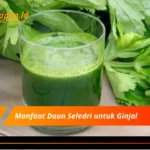 Manfaat Daun Seledri untuk Ginjal