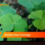 Manfaat Daun Semanggi