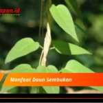 Manfaat Daun Sembukan