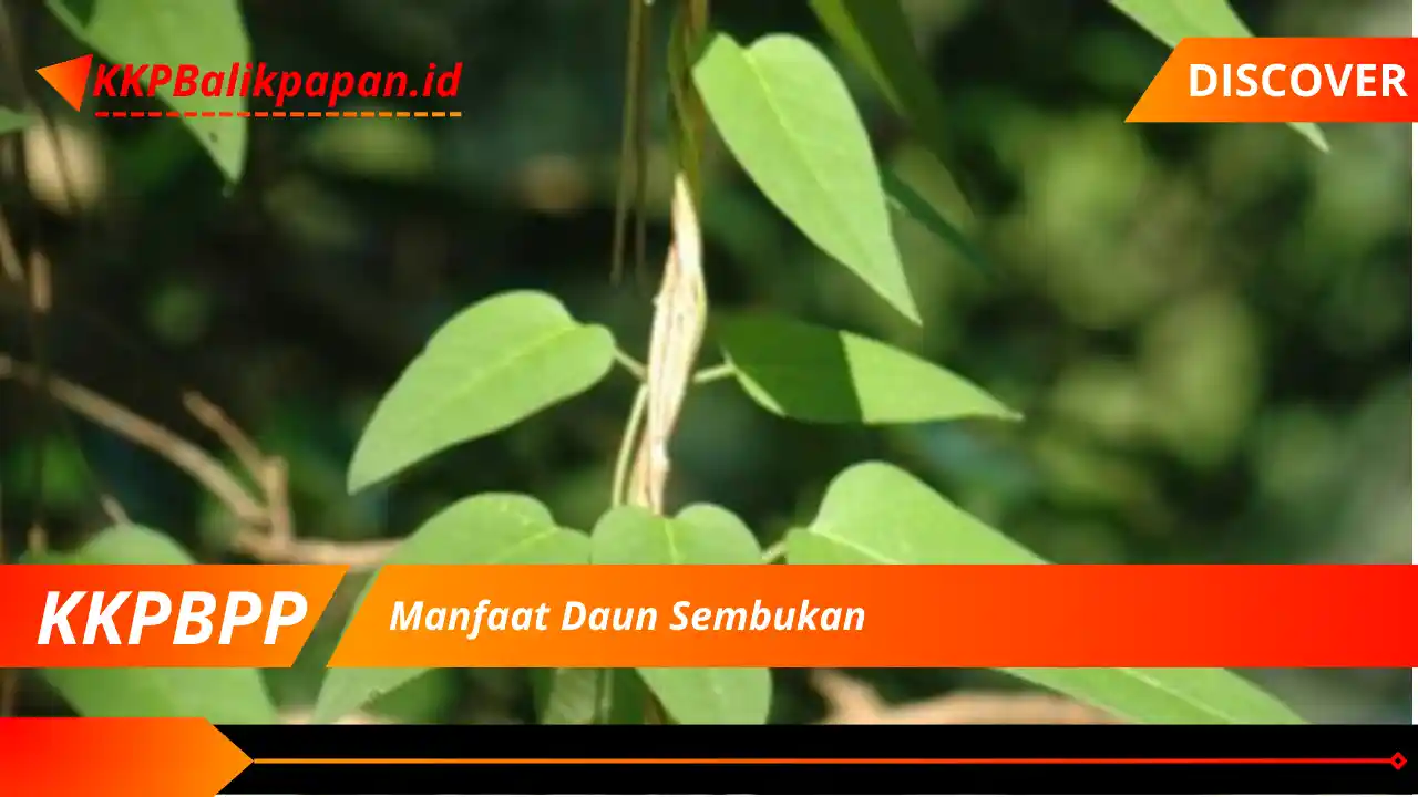 Manfaat Daun Sembukan