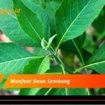 Manfaat Daun Sembung