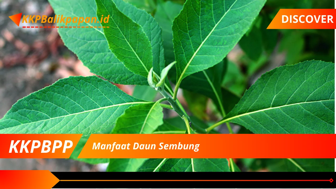 Manfaat Daun Sembung