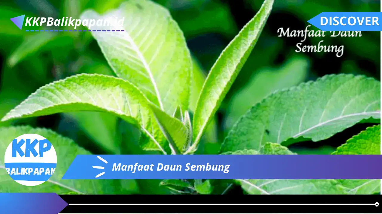 Manfaat Daun Sembung