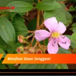 Manfaat Daun Senggani