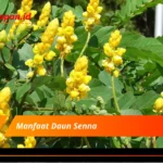 Manfaat Daun Senna