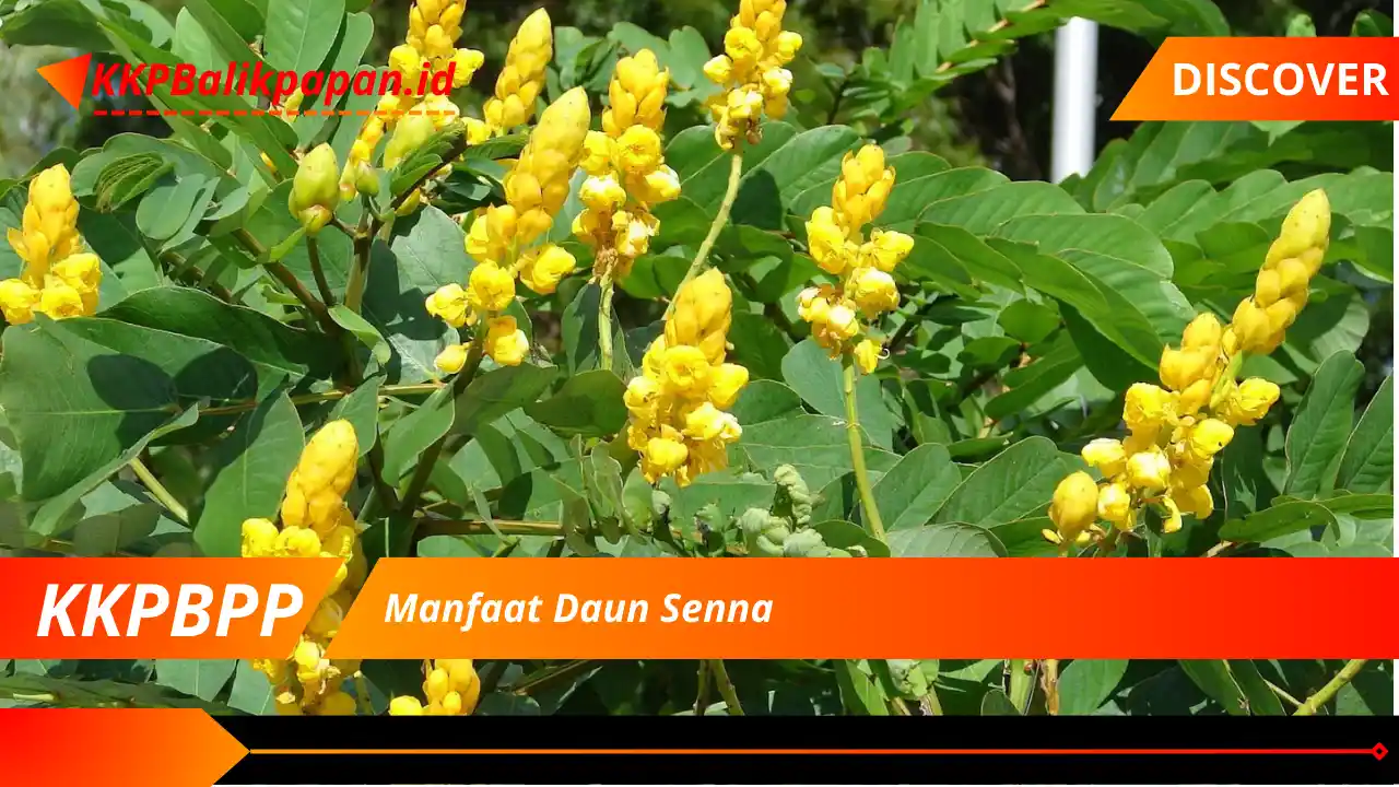 Manfaat Daun Senna