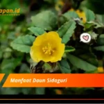 Manfaat Daun Sidaguri