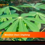 Manfaat Daun Singkong