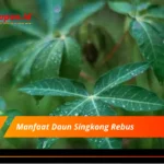 Manfaat Daun Singkong Rebus