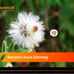 Manfaat Daun Sintrong