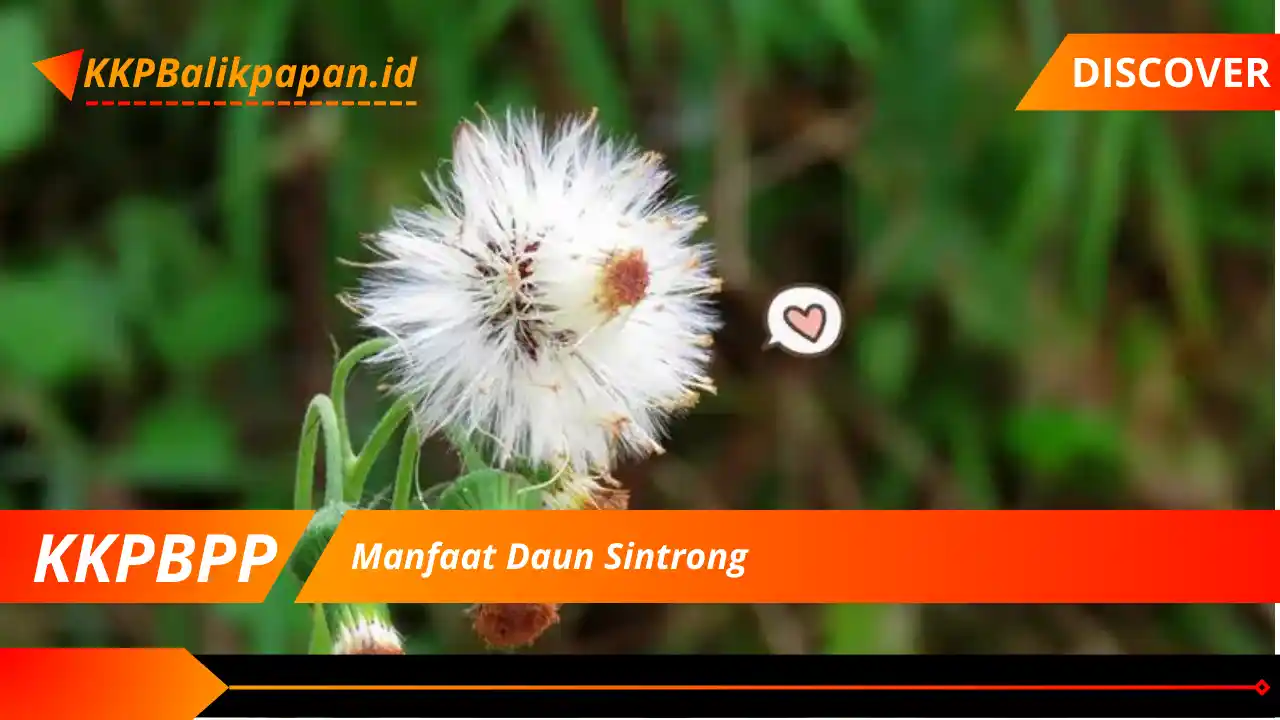 Manfaat Daun Sintrong