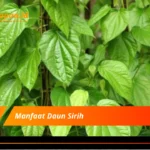 Manfaat Daun Sirih