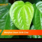 Manfaat Daun Sirih Cina