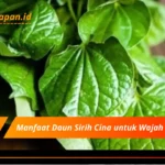 Manfaat Daun Sirih Cina untuk Wajah