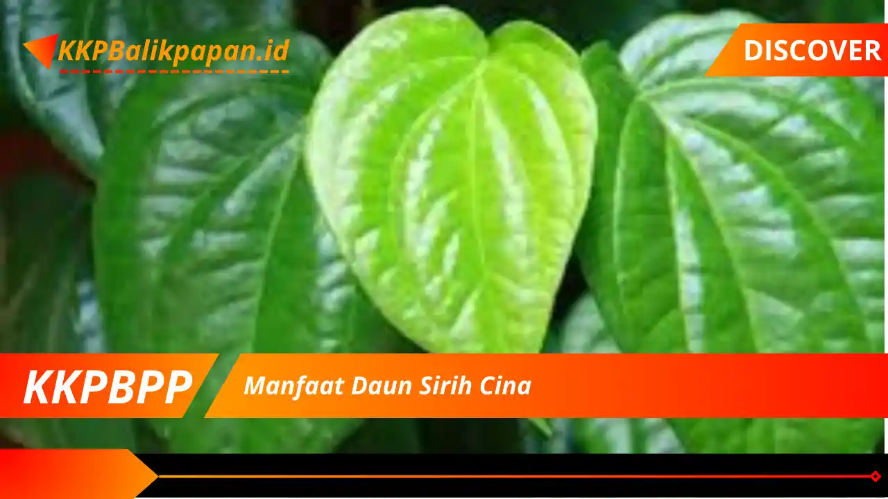 Manfaat Daun Sirih Cina