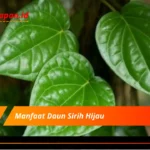 Manfaat Daun Sirih Hijau