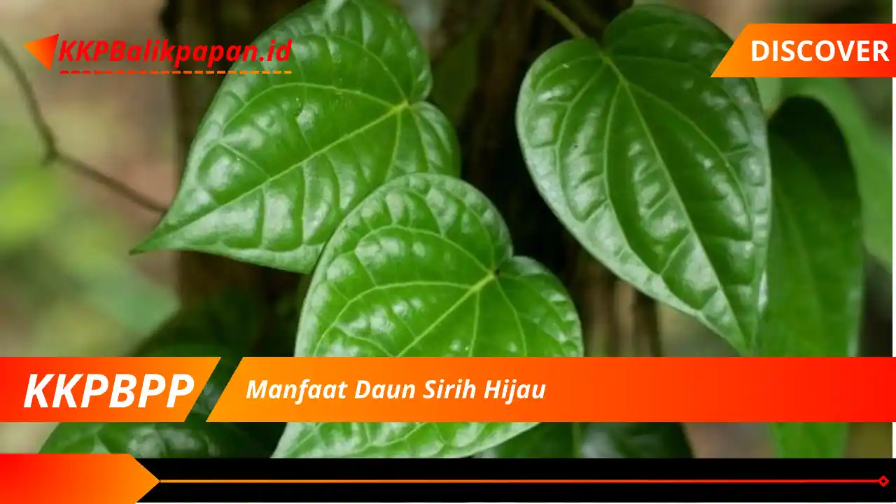 Manfaat Daun Sirih Hijau