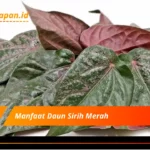 Manfaat Daun Sirih Merah