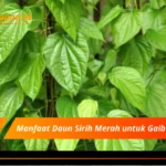 Manfaat Daun Sirih Merah untuk Gaib