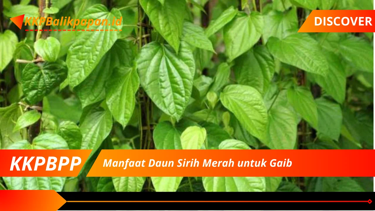 Manfaat Daun Sirih Merah untuk Gaib