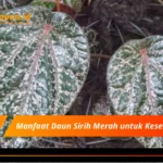 Manfaat Daun Sirih Merah untuk Kesehatan