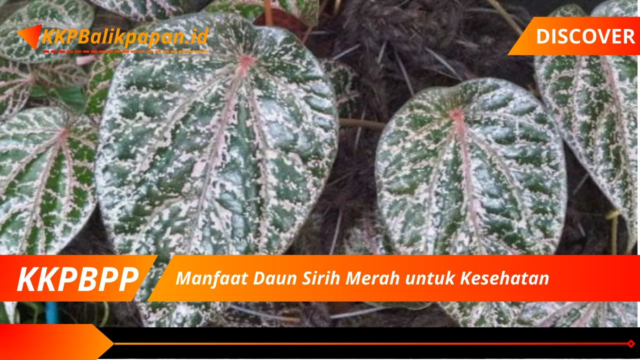 Manfaat Daun Sirih Merah untuk Kesehatan