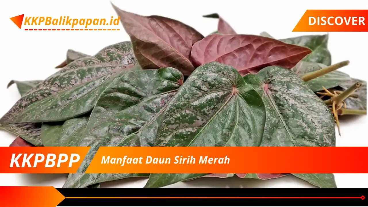 Manfaat Daun Sirih Merah