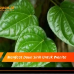 Manfaat Daun Sirih Untuk Wanita