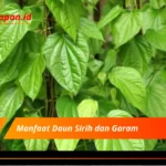 Manfaat Daun Sirih dan Garam