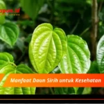 Manfaat Daun Sirih untuk Kesehatan