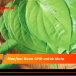 Manfaat Daun Sirih untuk Mata