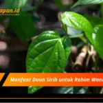 Manfaat Daun Sirih untuk Rahim Wanita