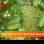 Manfaat Daun Sirsak Menurut Ilmu Kedokteran