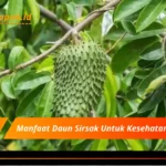 Manfaat Daun Sirsak Untuk Kesehatan