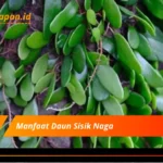 Manfaat Daun Sisik Naga