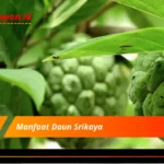 Manfaat Daun Srikaya