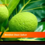 Manfaat Daun Sukun